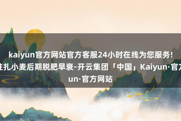 kaiyun官方网站官方客服24小时在线为您服务!有用驻扎小麦后期脱肥早衰-开云集团「中国」Kaiyun·官方网站